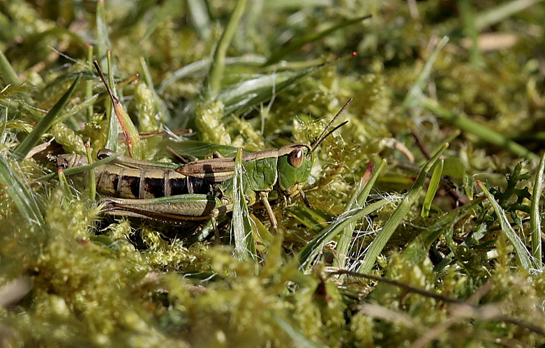 hüpfer im lebensraum