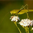 Hüpfer in der Abendsonne