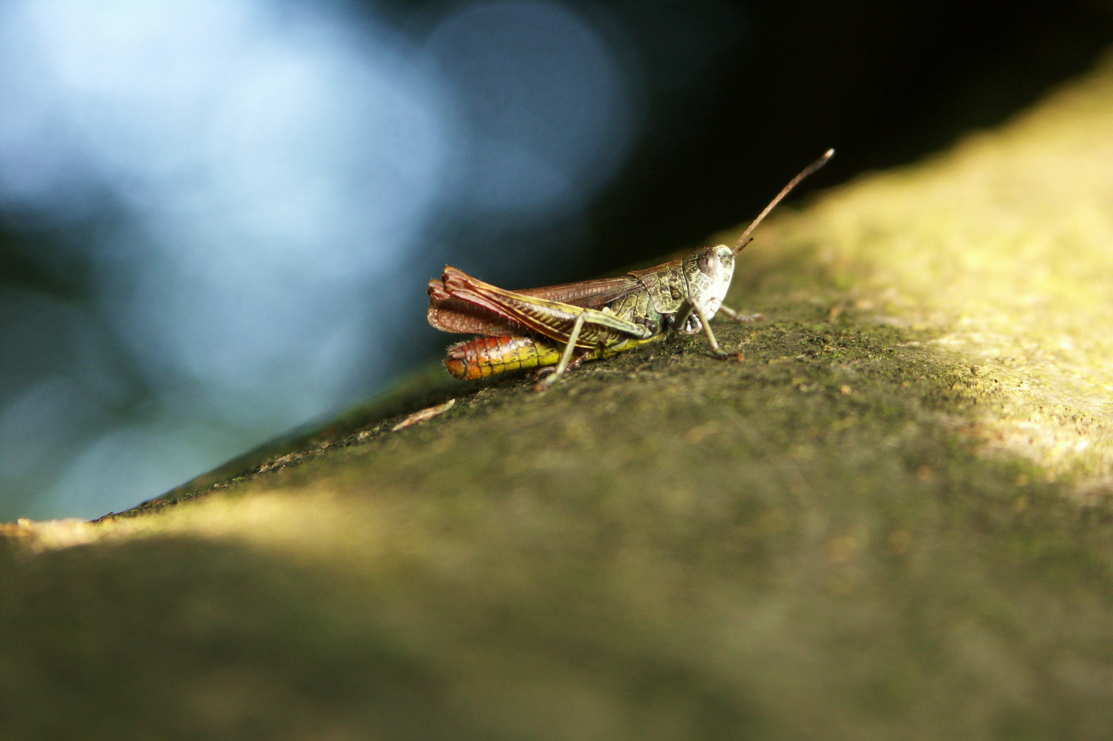 Hüpfer mit Sonderlackierung