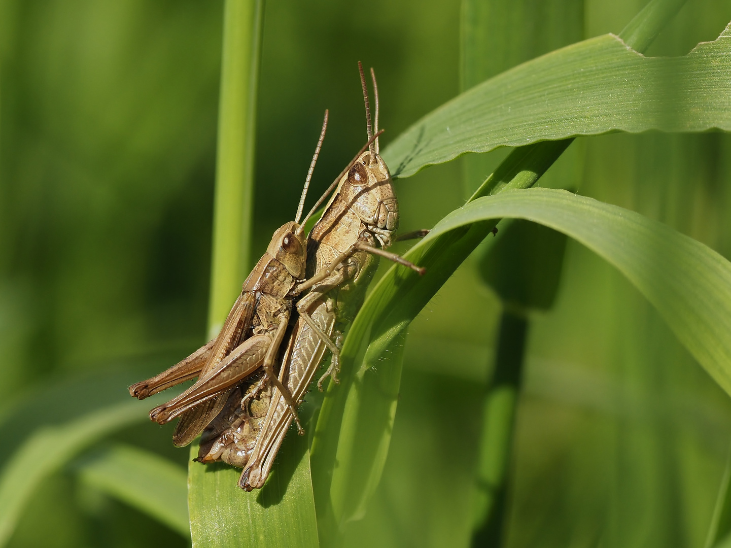 "Hüpferchen"