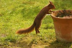 "Hüpf,hüpf......jaaa, ich sehe sie " :O)