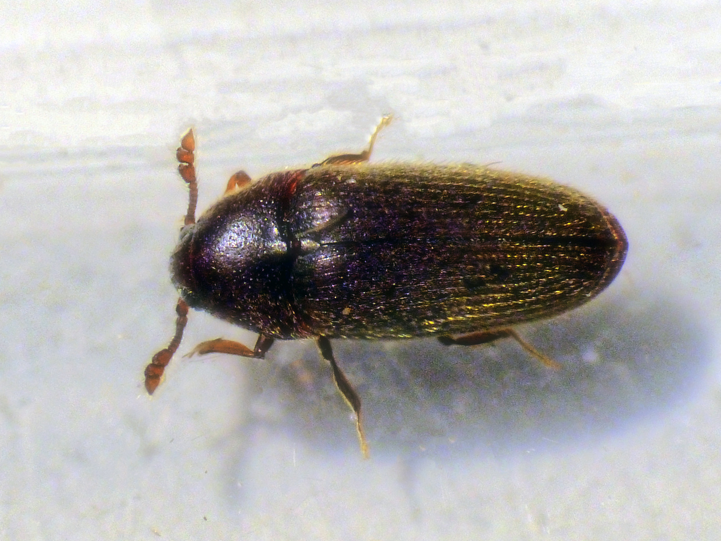 Hüpfkäfer Throscus dermestoides (Syn.: Trixagus dermestoides)