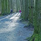 Hüpfspiel zwischen Riesen-Baumstämmen