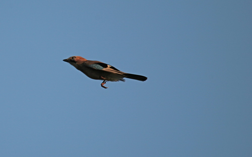 Hüpft er noch oder fliegt er schon?