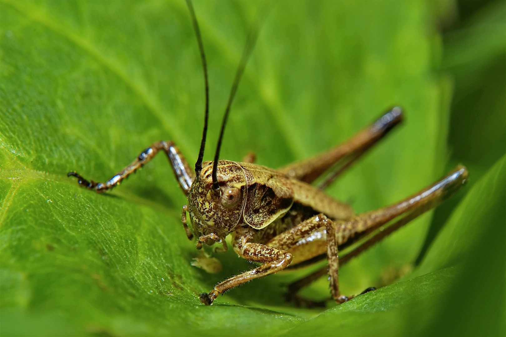 Hüpper Foto & Bild | sommer, makro, wiese Bilder auf fotocommunity
