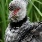 Hüpsches Kerlchen in Rotterdamer ZOO