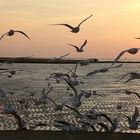 Hürdenlauf am Abend