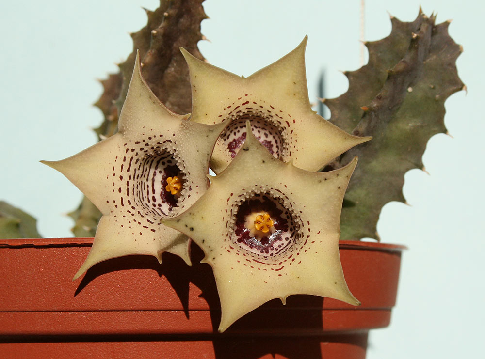 Huernia quinta