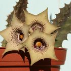 Huernia quinta