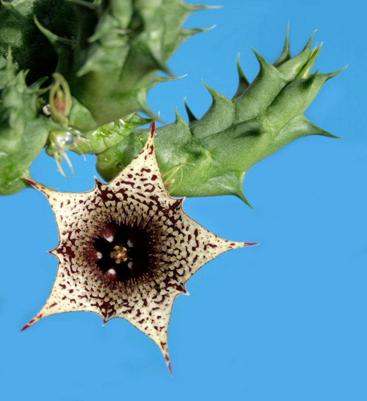 Huernia saudi-arabica