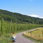 hürsch beim hopfen