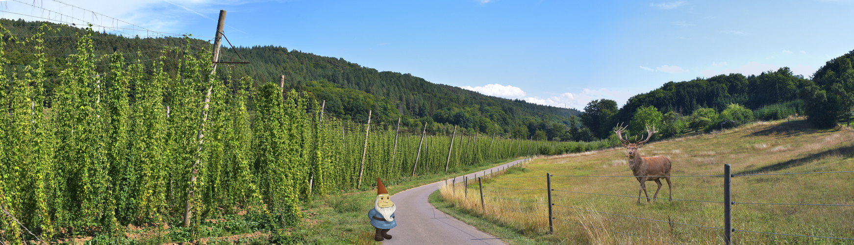 hürsch beim hopfen