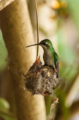Huésped en el jardín.