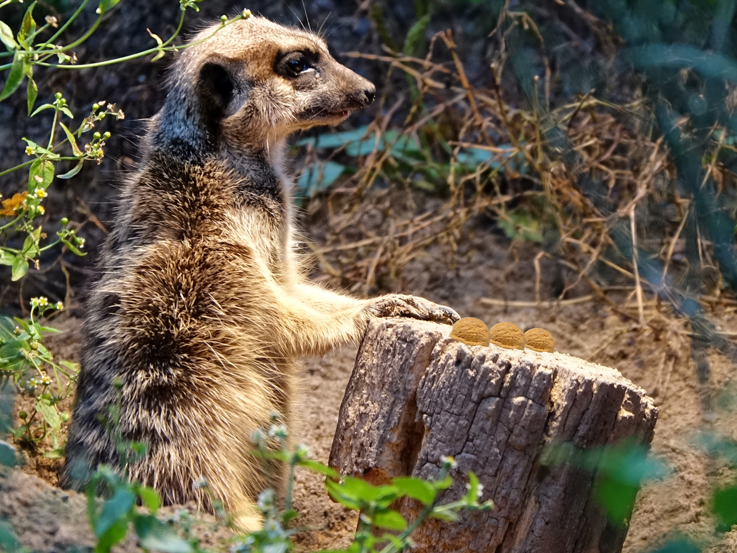 Hütchenspieler im Tiergarten