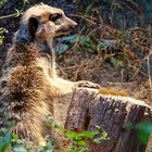 Hütchenspieler im Tiergarten