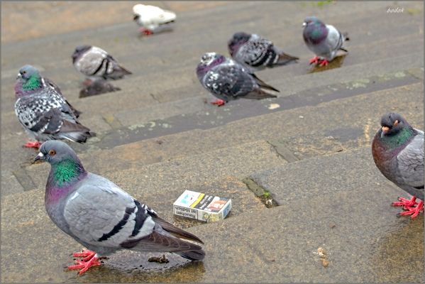 Hüte dich vor dem Zorn der Taube
