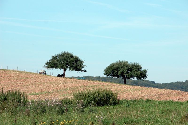 Hütebäume in Mittel-Gründau