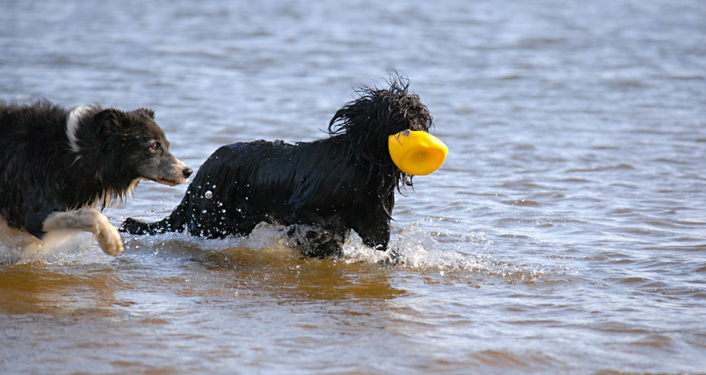 Hütehund...