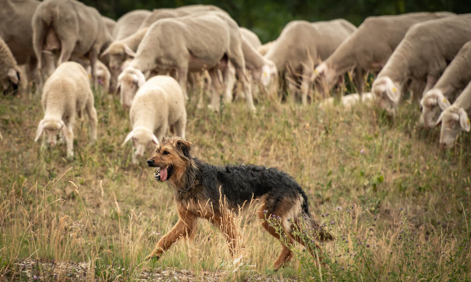 Hütehund