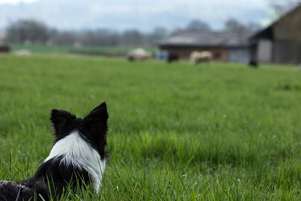 Hütehund