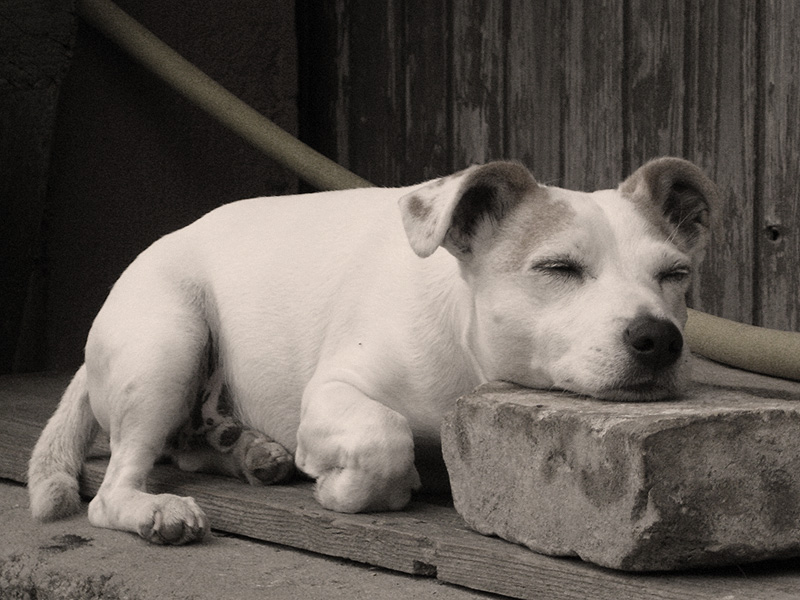 Hütehund bei der "Arbeit"