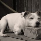 Hütehund bei der "Arbeit"