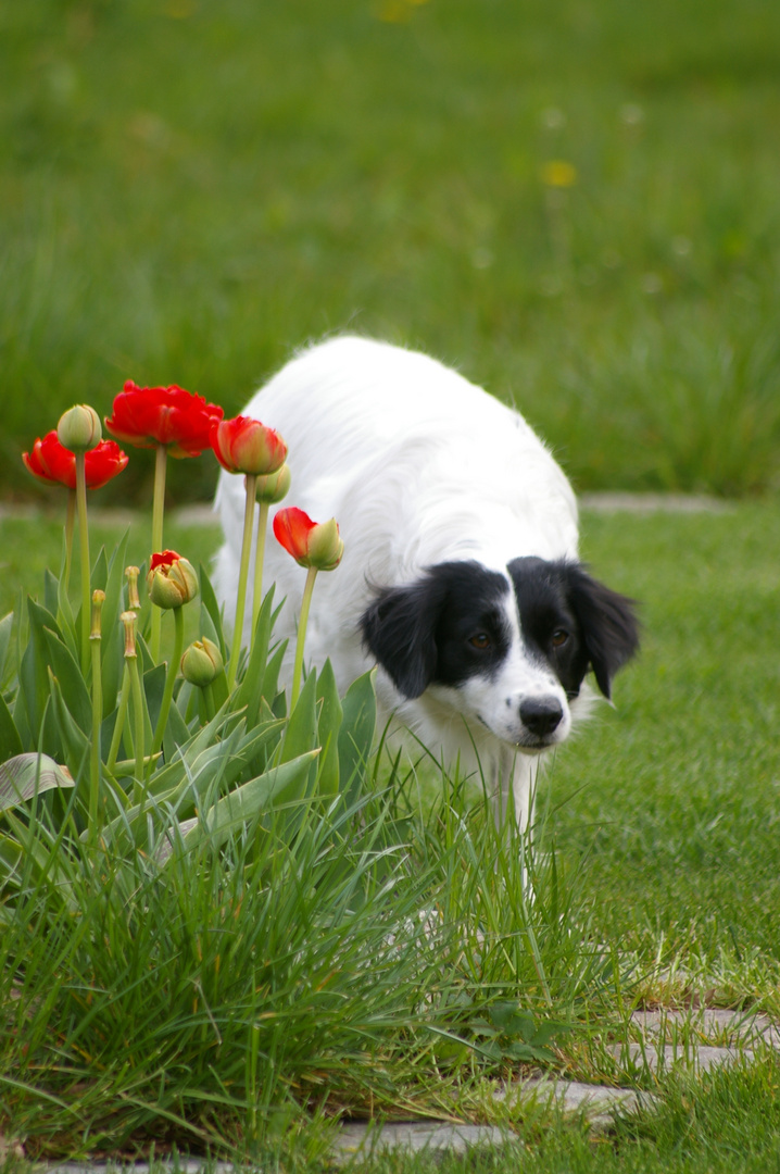 Hütehund bei der Arbeit ;-)