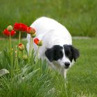 Hütehund bei der Arbeit ;-)