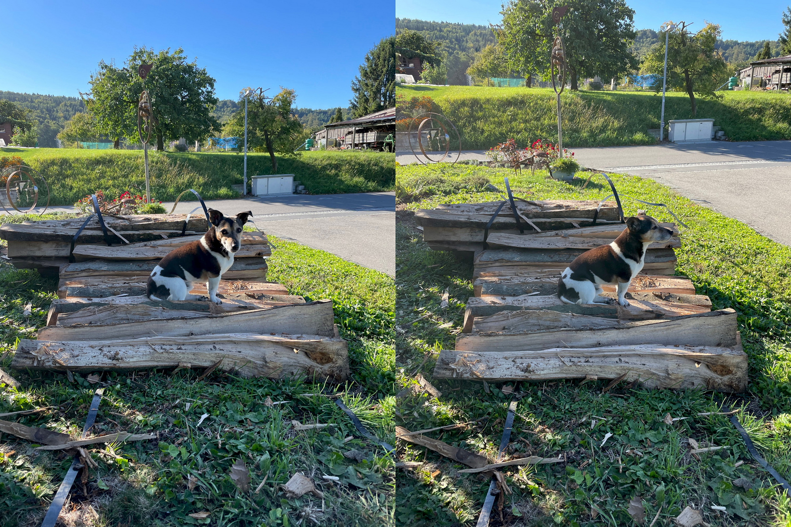 Hütehund bei der Arbeit 