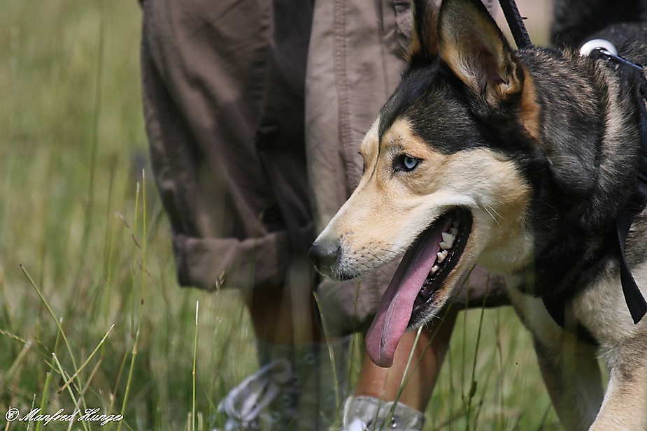 Hütehund bei der Arbeit