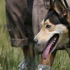 Hütehund bei der Arbeit