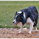 Hütehund bei der Arbeit