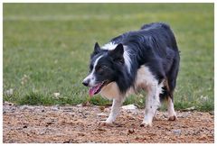 Hütehund bei der Arbeit