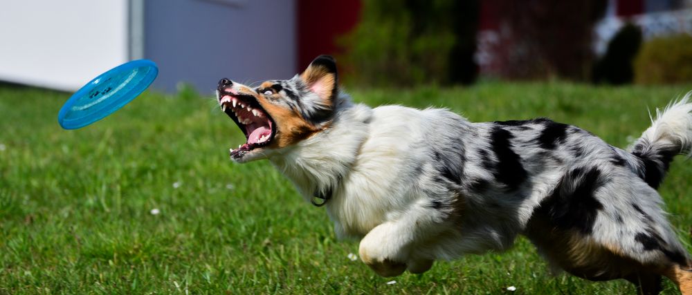 Hütehund beim Spielen...