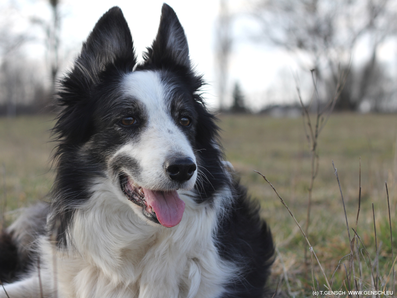 Hütehund Border Collie im Einsatz