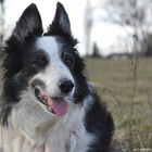 Hütehund Border Collie im Einsatz