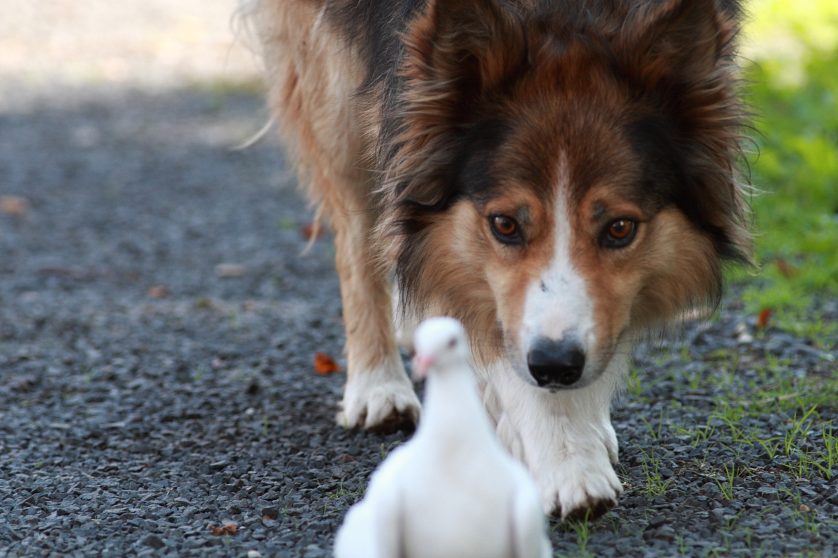 Hütehund einmal anders