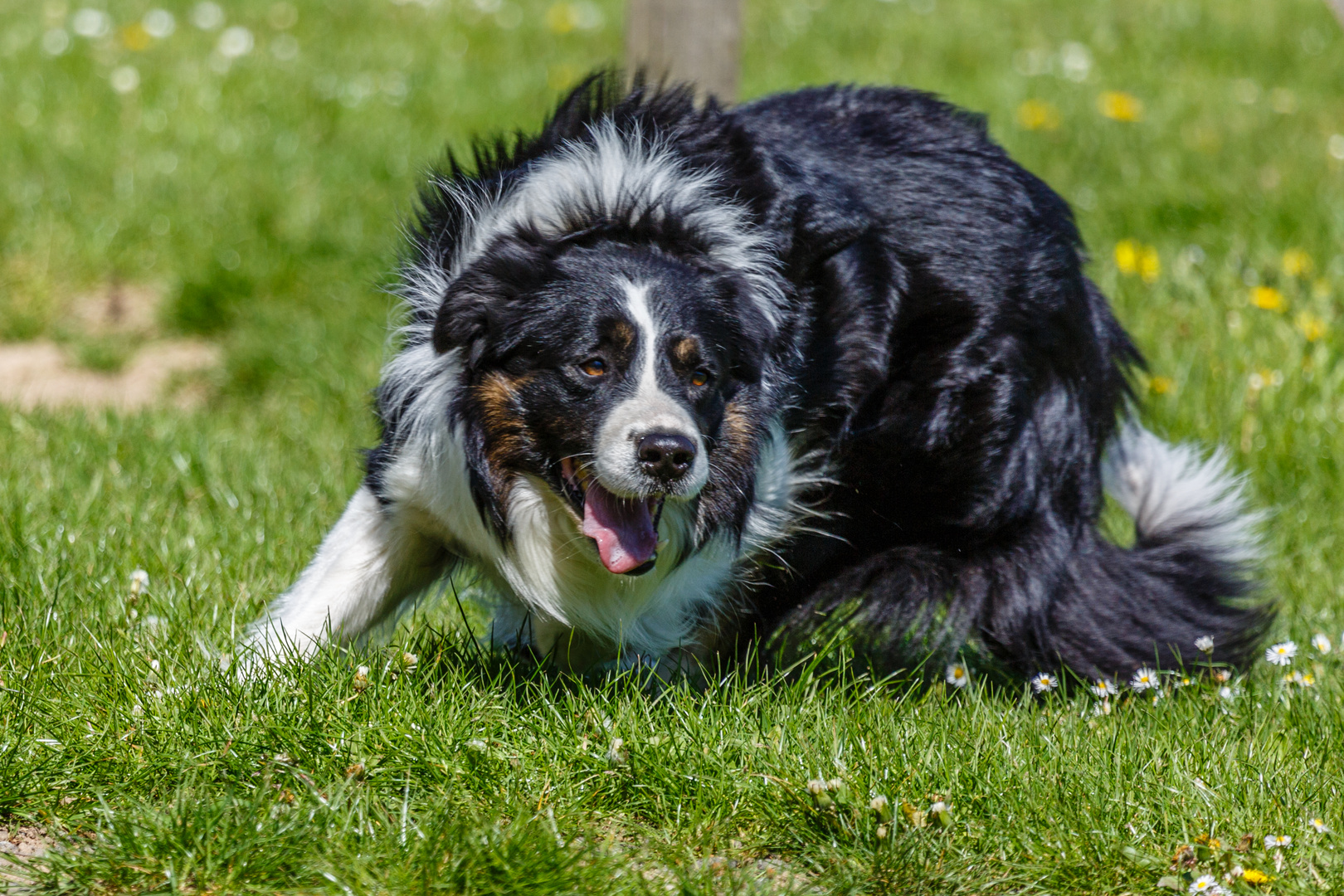 Hütehund in Action