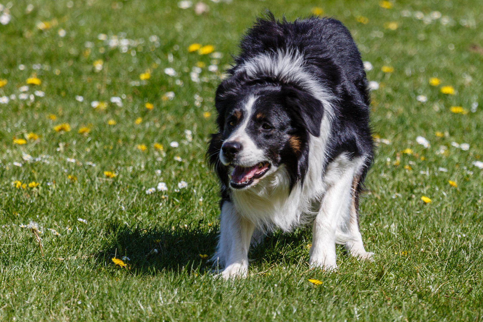 Hütehund in Action