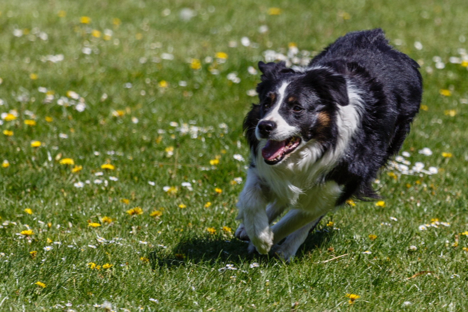 Hütehund in Action