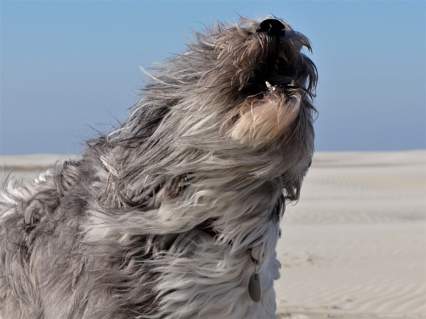 Hütehund mit großer "Klappe"