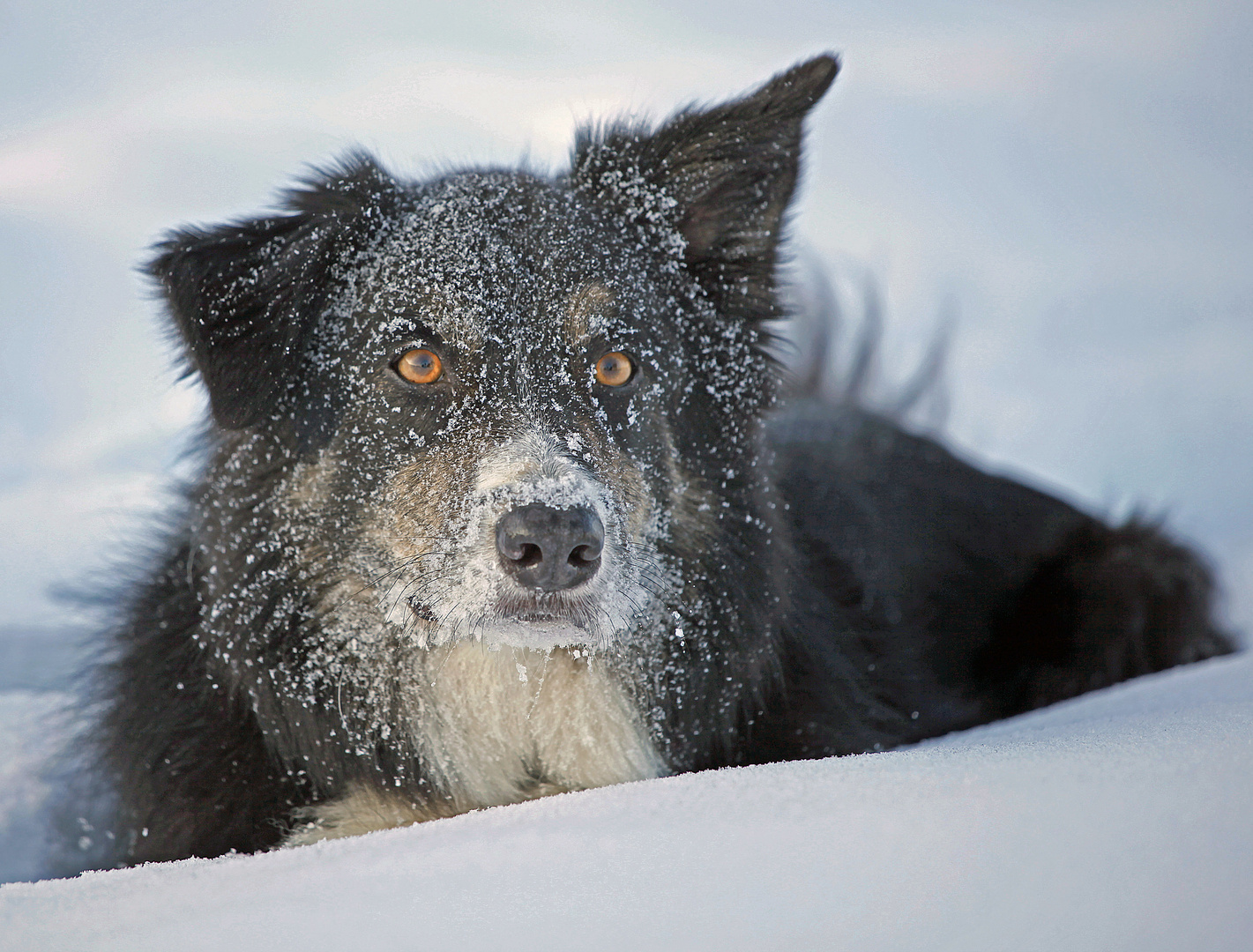 Hütehund NACH der Arbeit....