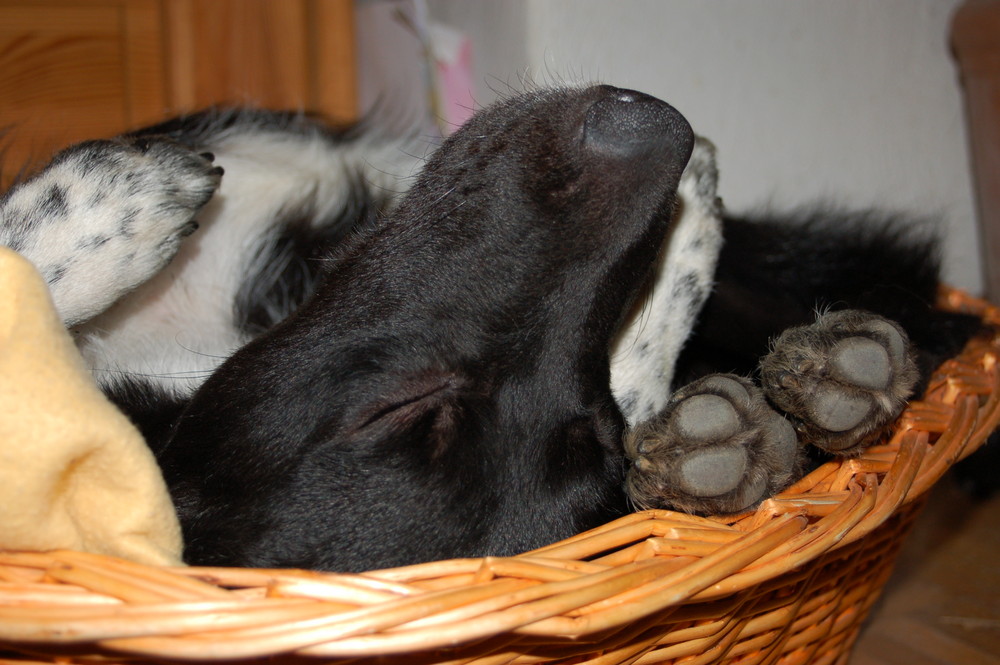 Hütehund nach der Arbeit....zusammengefaltet im Rüsselchen-Körbchen