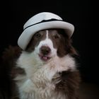 "Hüte"Hund Trüffel glaubt, dass er so bei den Mädels besonders gut ankommt! :-) 