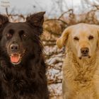 Hütehund und Golden Retriever - Cilly und Goldi