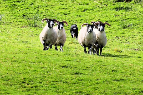 Hütehund Vorführung, Irland