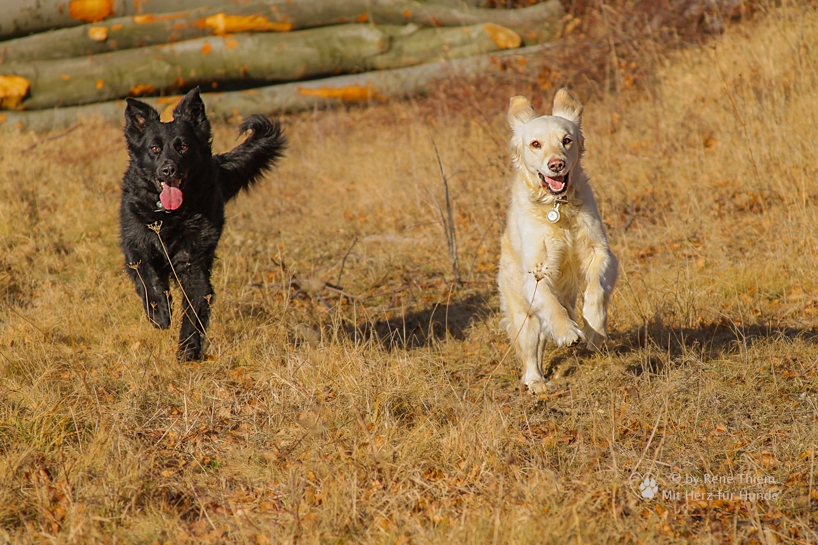 Hütehund vs. Golden Retriever - Cilly und Goldi im Wettlauf