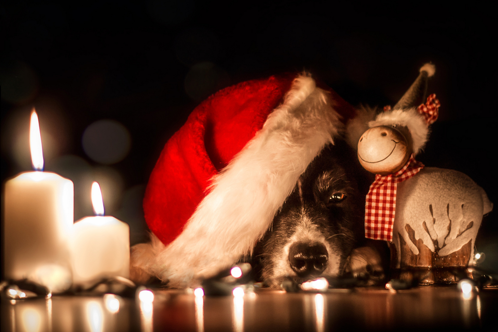 Hütehund & Weihnachtsschaf (: