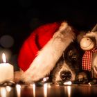 Hütehund & Weihnachtsschaf (: