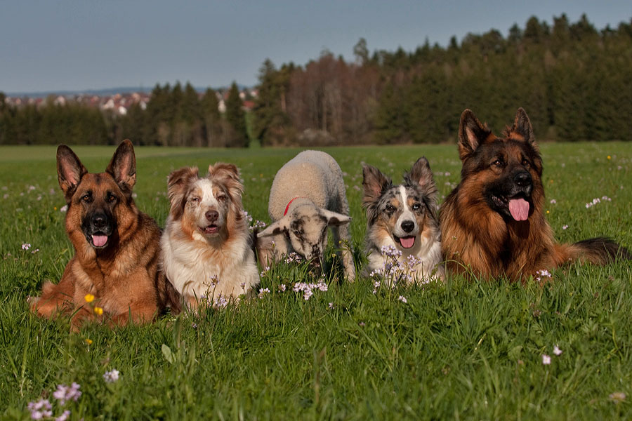 Hütehunde bei der Arbeit